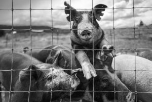 Al cincilea focar de febră aftoasă în Ungaria! Ministrul Agriculturii, Istvan Nagy, a făcut primele declarații