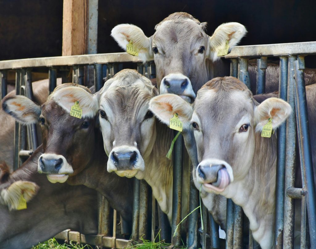 Aproximativ 600 de bovine urmează să fie sacrificate. sursa foto pexels.com