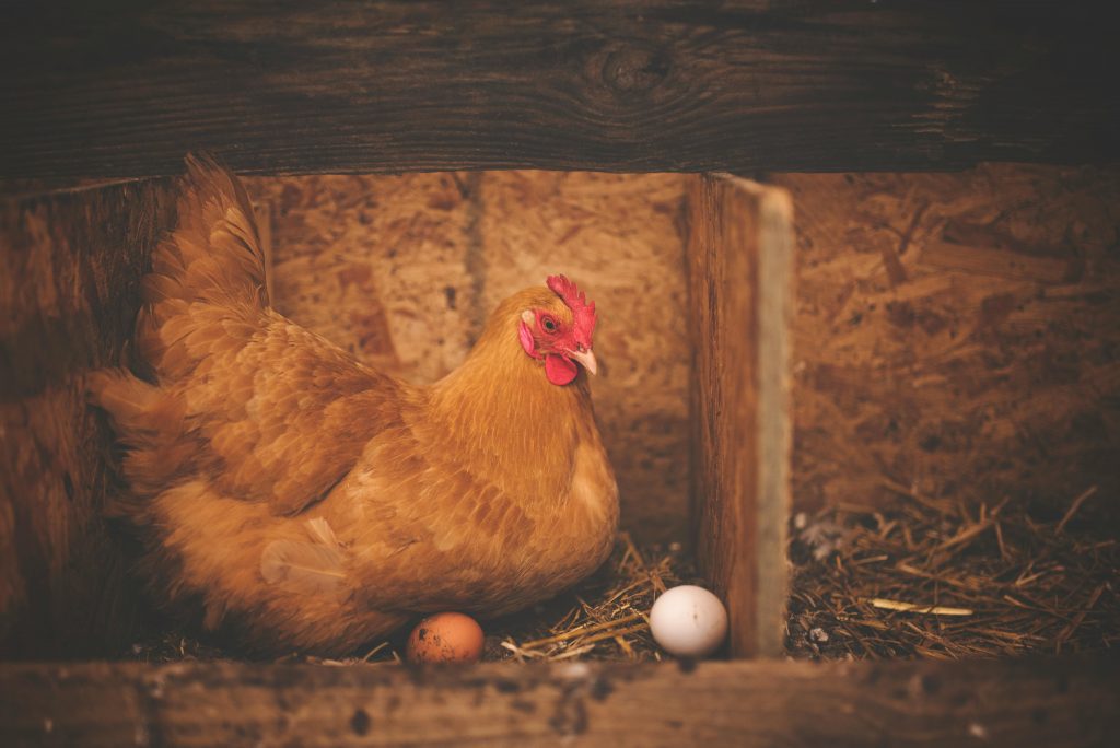 Ce se întâmplă dacă dai coji de ouă găinilor? sursa foto pexels.com