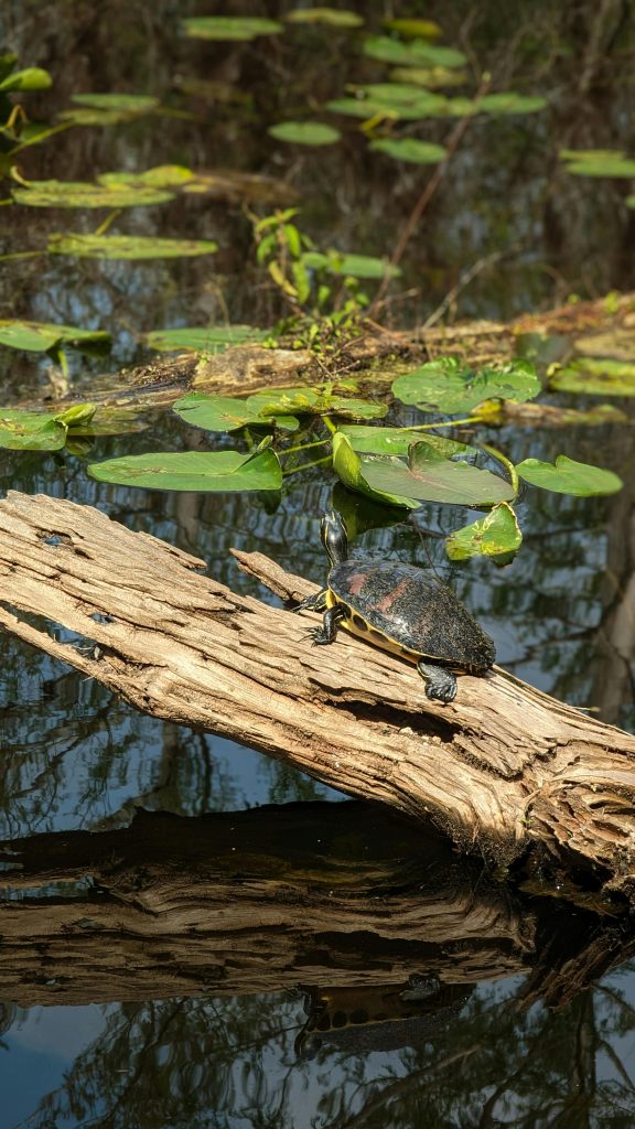 Țestoasele din Florida, aruncate de români. sursa foto pexels.com