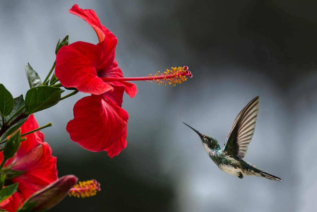 Colibri intră în torpor dacă nu găsește mâncare. sursa foto pexels.com