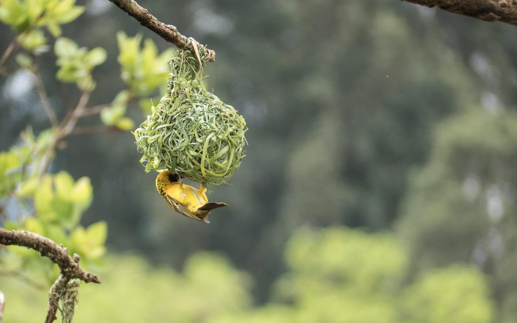 Cuiburile păsărilor, făcute din GUNOAIE!  sursa foto pexels.com