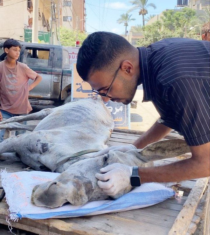 Ce se întâmplă cu animalele vindecate? sursa foto Animal Heroes.eu