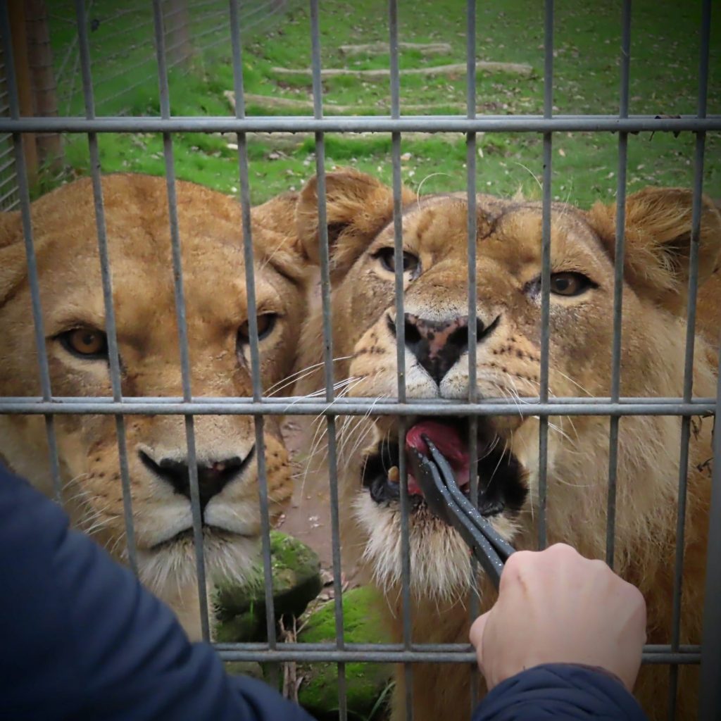 Eutanasierea a fost soluția empatică aleasă de parc. sursa foto Yorkshire Wildlife Park