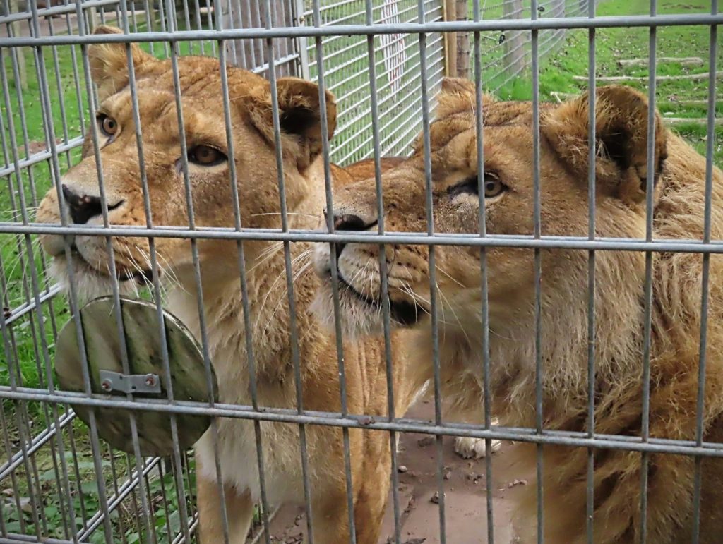 Cele două leoaice aveau 18 ani. sursa foto Yorkshire Wildlife Park