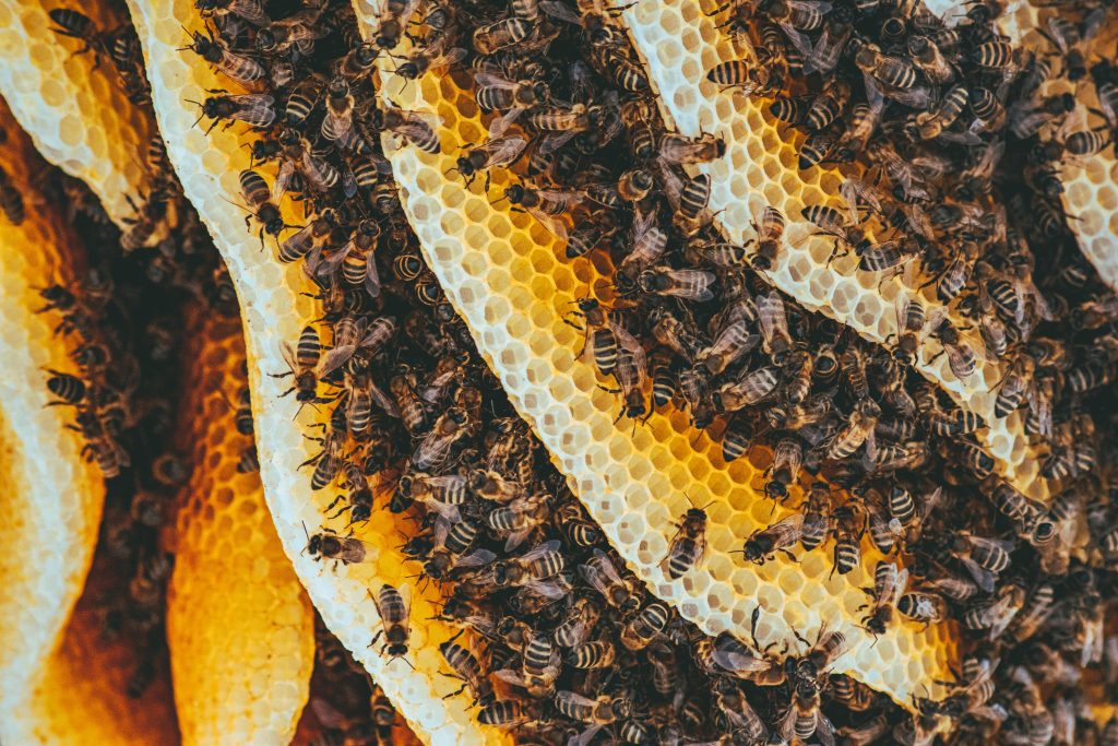 Sursa foto pexels.com
