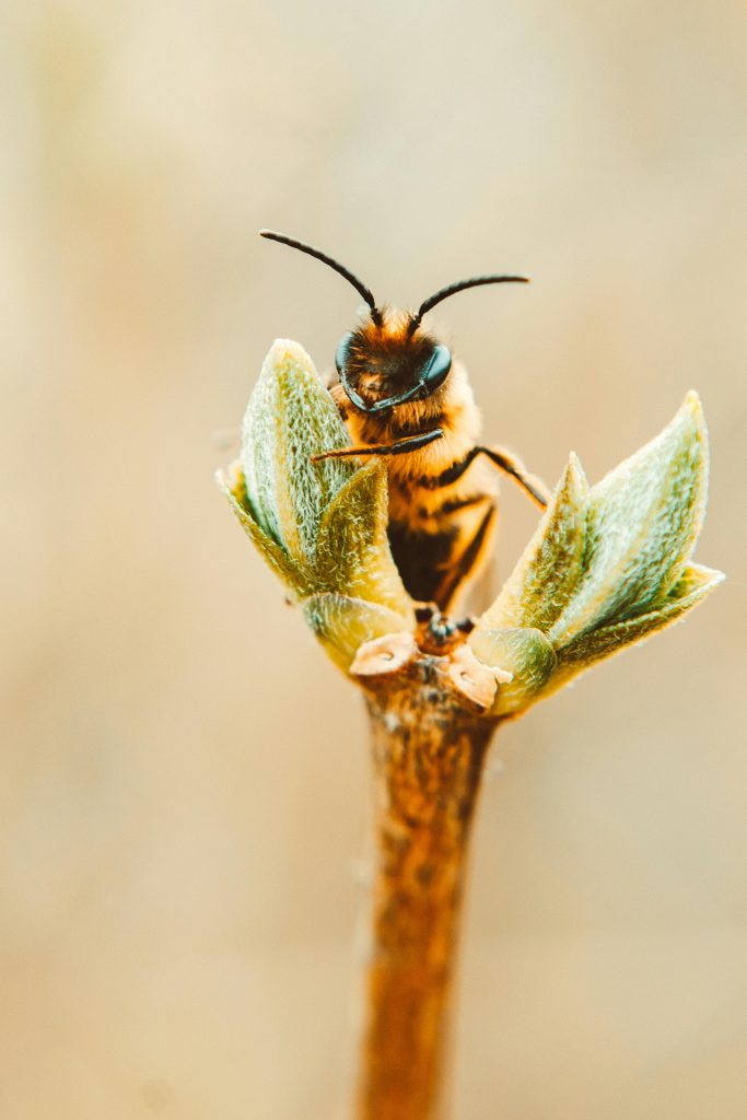Milioane de albine mor și nimeni nu știe exact de ce. Sursa foto pexels.com