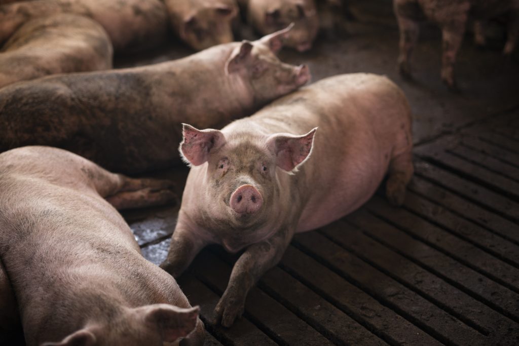 Mutarea animalelor a fost interzisă, momentan. sursa foto freepik.com