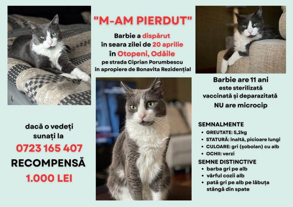 Jurnalista Sonia Simionov oferă recompensă celui care îi găsește pisica. sursa foto Facebook