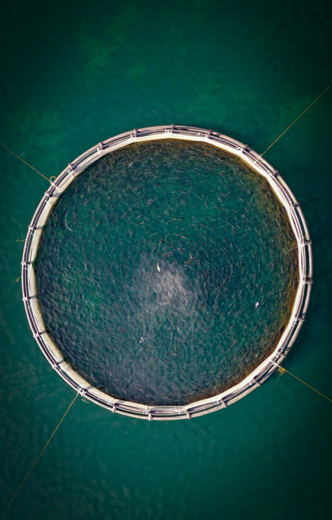 Fermierii piscicoli sunt devastați. sursa foto pexels