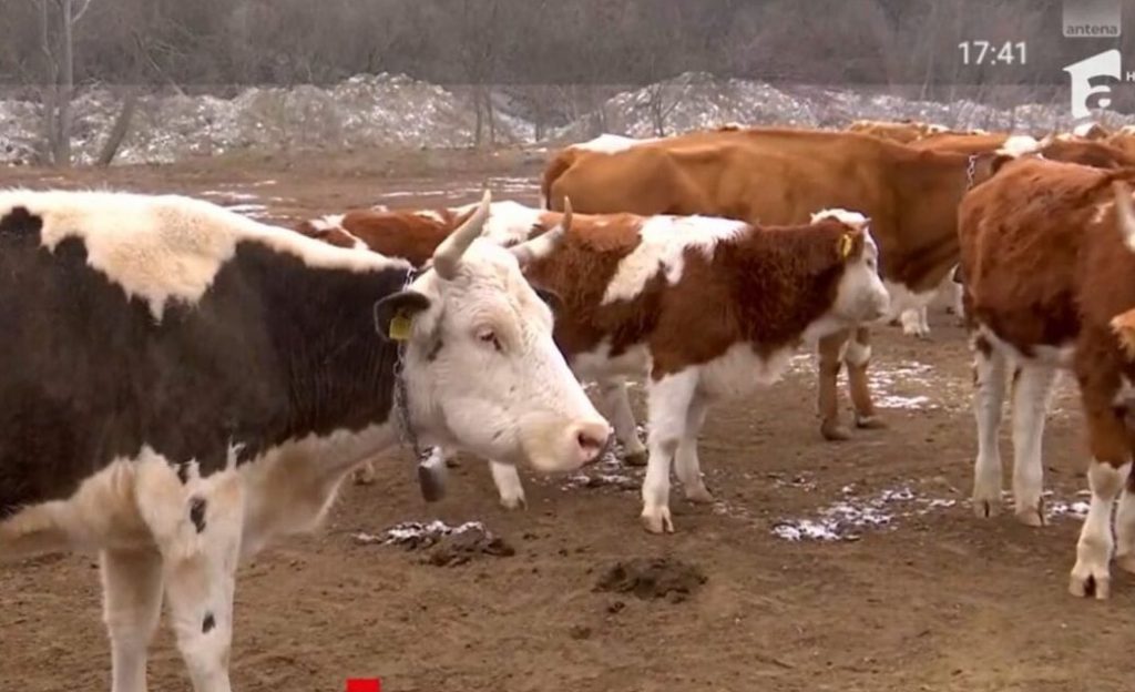 Românii, tot mai atrași de ferme de animale și agricultura ecologică. sursa foto capturi TV