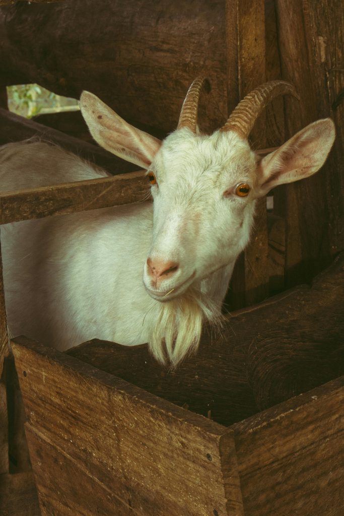 Animalele de fermă din România sunt testate contra febrei aftoase. sursa foto pexels.com