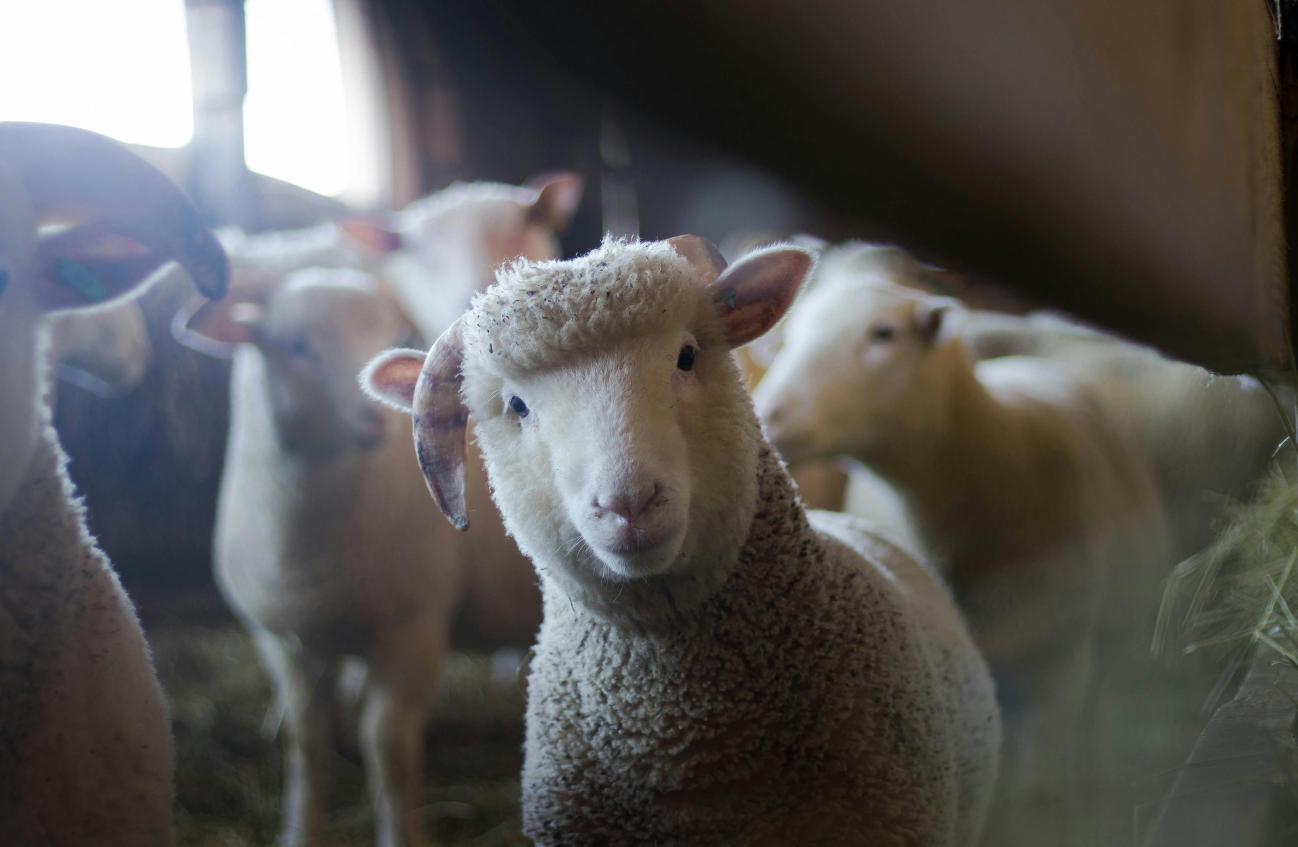Ungaria susține că un ”atac biologic” ar fi cauza focarului de febră aftoasă. România ia măsuri!. sursa foto pexels.com