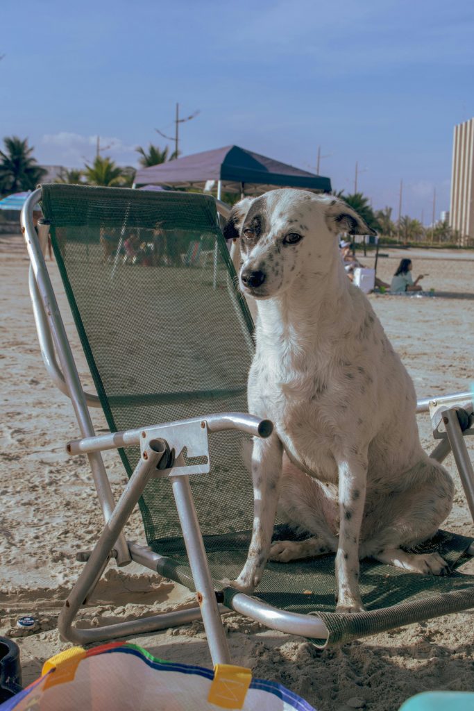 Câinii pot merrge acum cu stăpânii la mare. sursa foto pexels.com