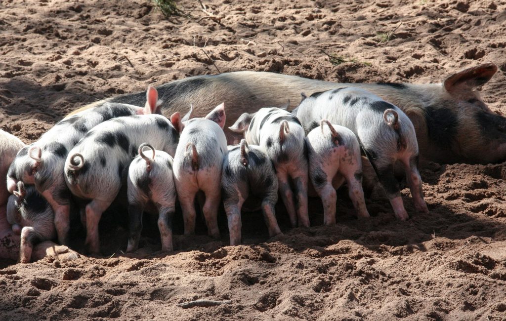Și fermele de porci sunt pe cale de dispariție. sursa foto pexels.com