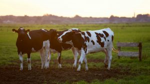 Vitele dispar din peisajul rural românesc. Crescătorii se lasă păgubași, iar abatoarele resimt din plin criza