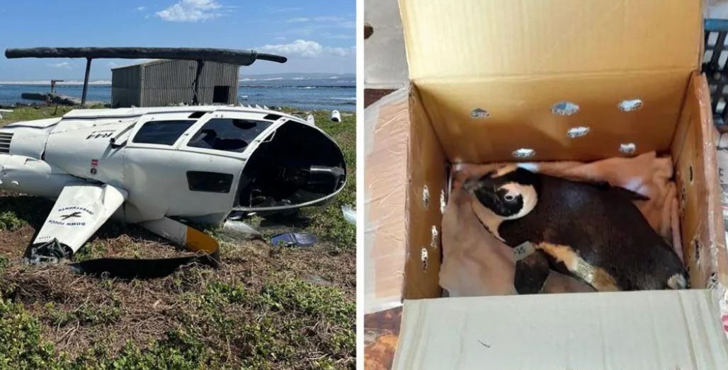 Un pinguin a provocat prăbușirea unui elicopter, în Africa de Sud! Ce s-a întâmplat la bord