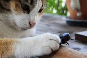 De ce pisicile aduc acasă animale moarte? Motivele din spatele acestui comportament