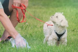 5 motive pentru care patrupezii consumă fecale – cum poți stopa acest lucru
