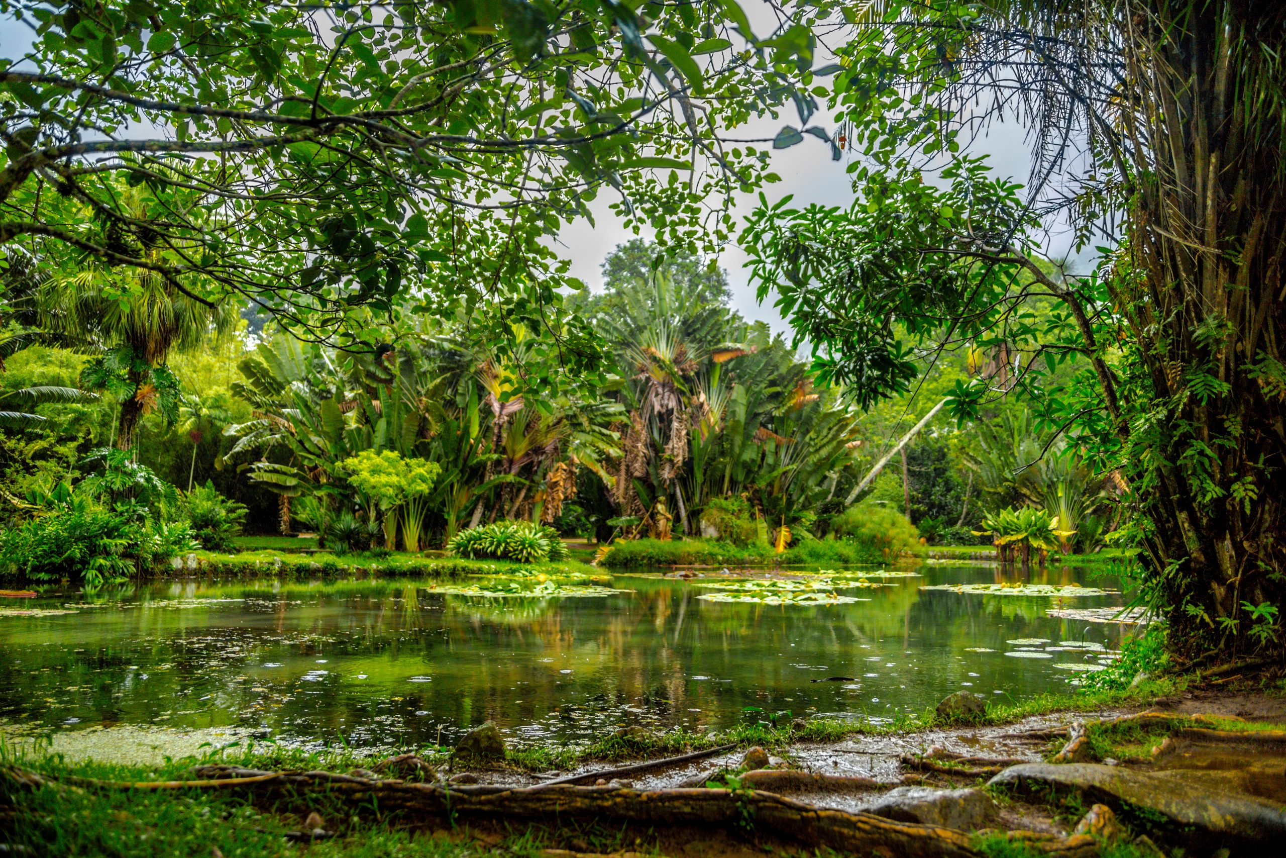 A beautiful shot 6 descoperiri din Amazon de la orașe pierdute la misterioșii „câini-fantomă”. sursa foto freepik.comof a pond in the middle of a forest