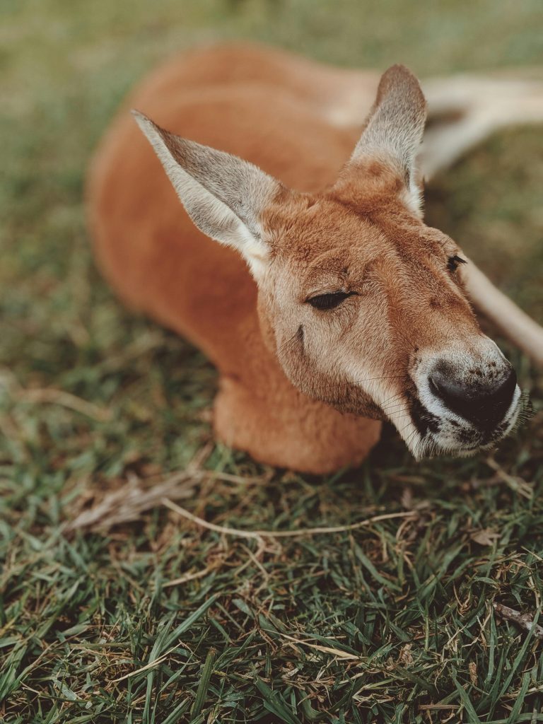 Cangurii din Australia sunt uciși cu bestialitate. sursa foto pexels.com