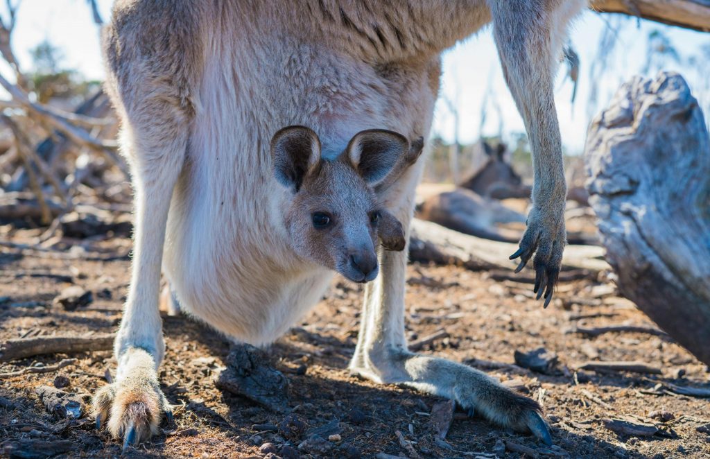 Milioane de canguri mor în fiecare an. sursa foto pexels.com