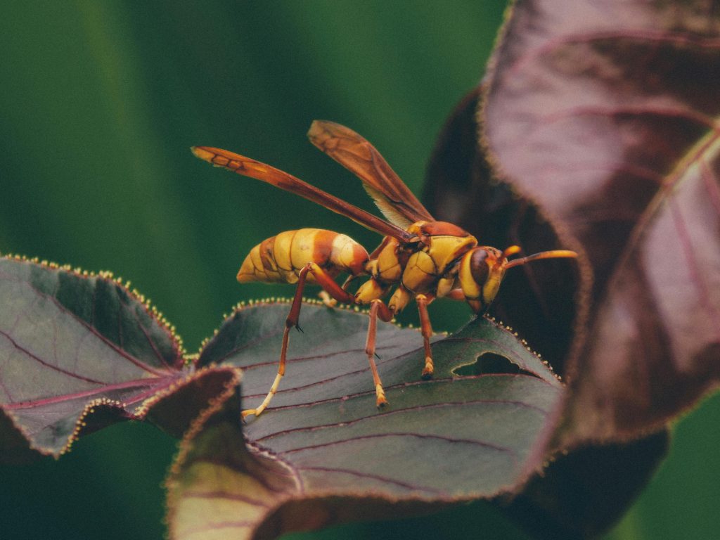 Vespa este mai periculoasă decât o albină normală. sursa foto pexels.com