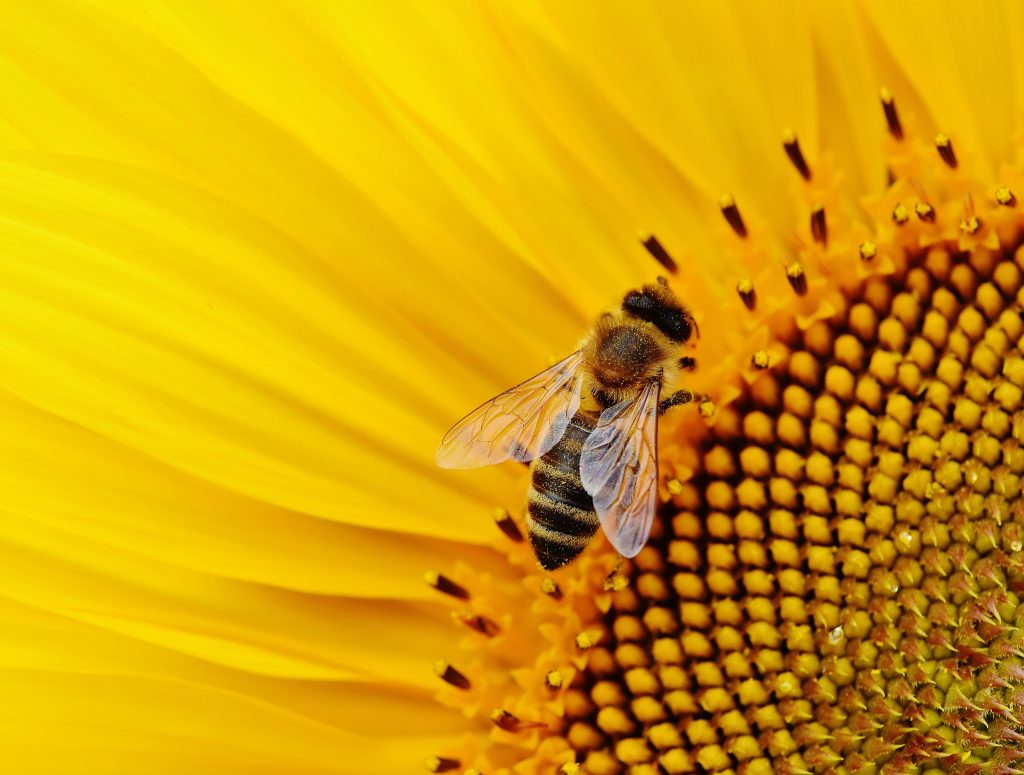 Veninul de albină are beneficii pentru om. sursa foto pexels.com