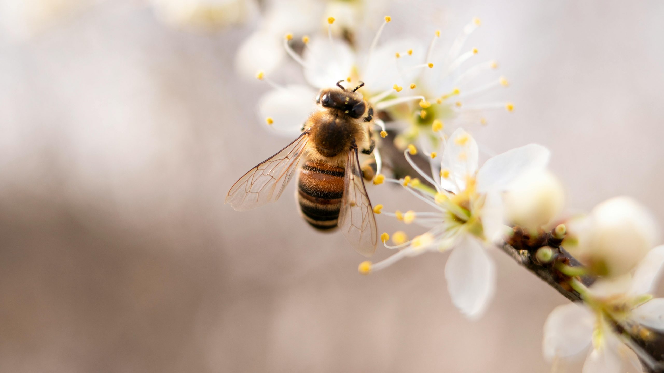 Înțepătura de albine. sursa foto pexels.com