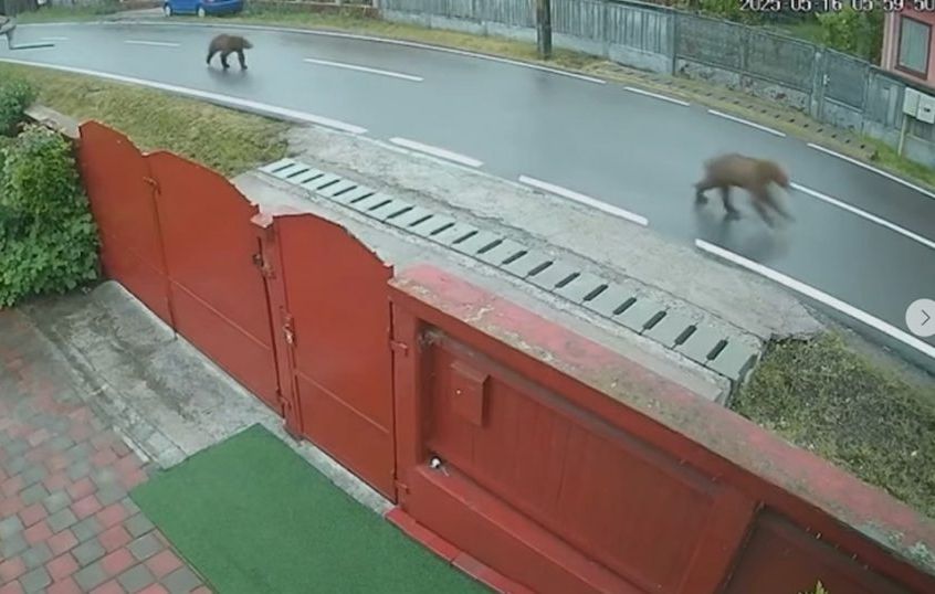 Alertă la Ungheni, după ce o ursoaică și doi pui au fost filmați. sursa foto Stirile PRO TV