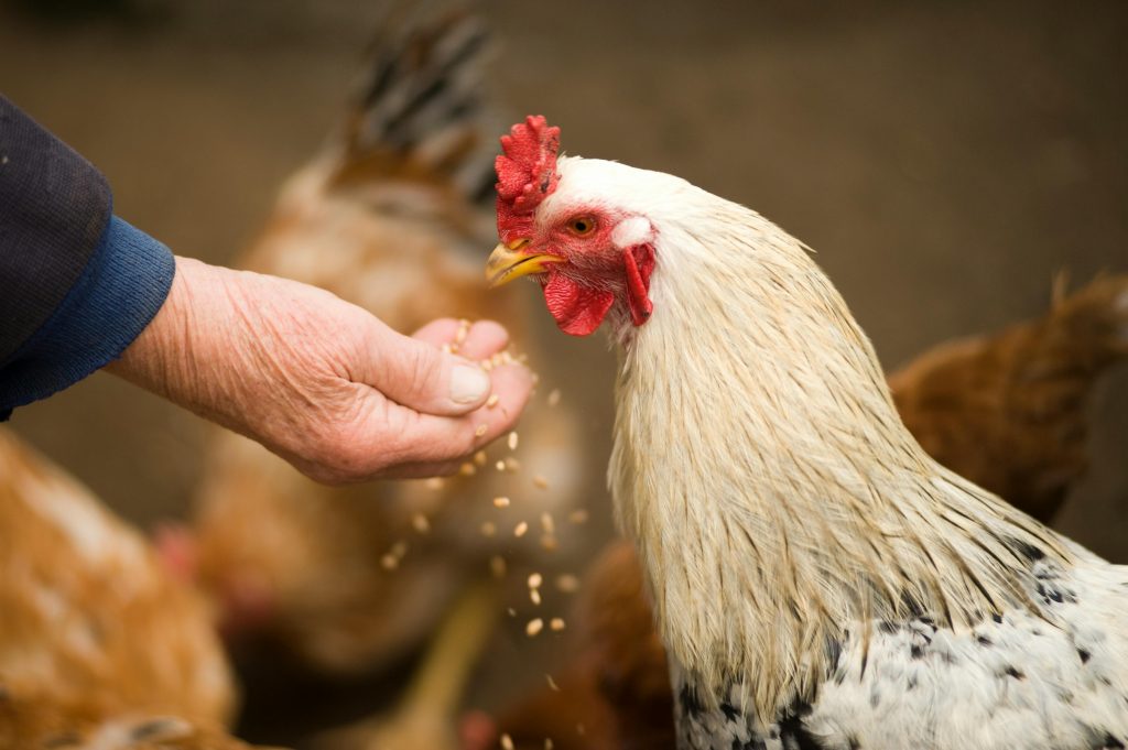 Prețurile ouălor au crescut enorm de mult. sursa foto pexels.com