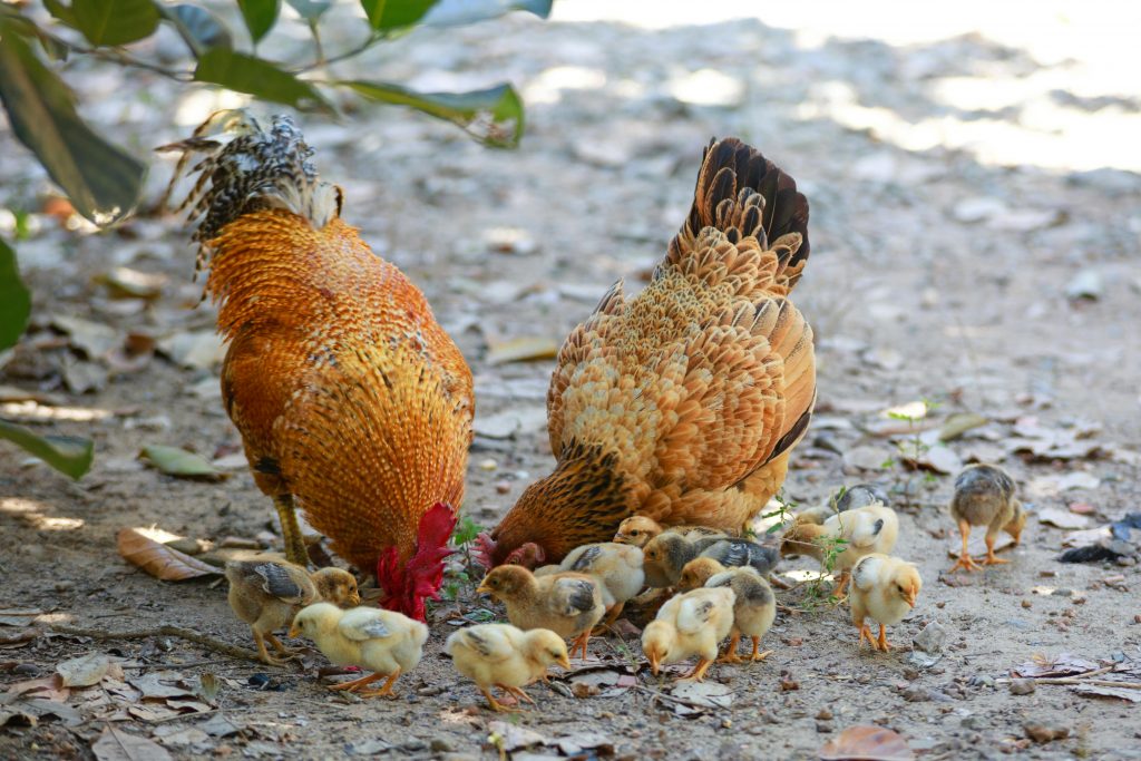 O găină produce 5 ouă pe săptămână. sursa foto pexels.com
