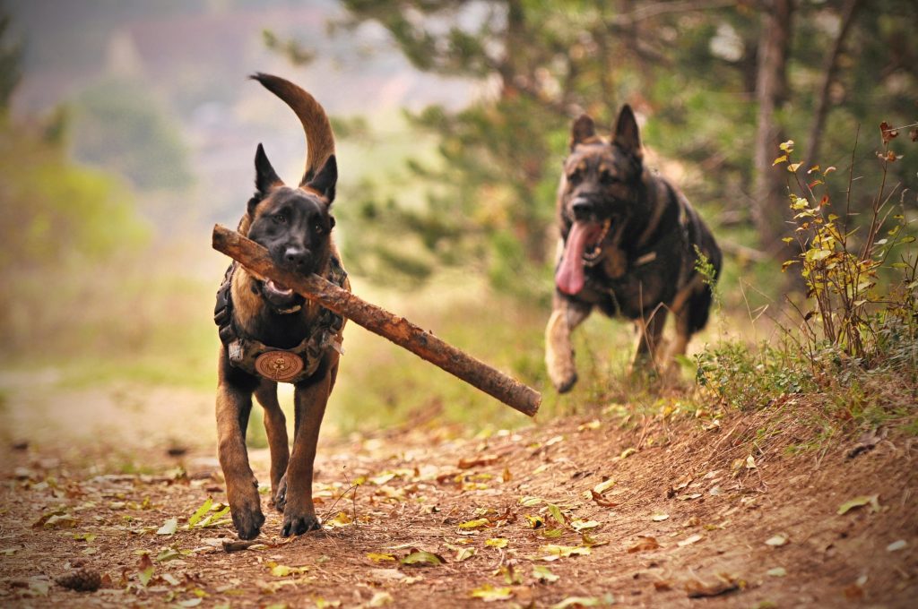 Domesticirea câinilor datează de peste 14.000 de ani. sursa foto pexels.com