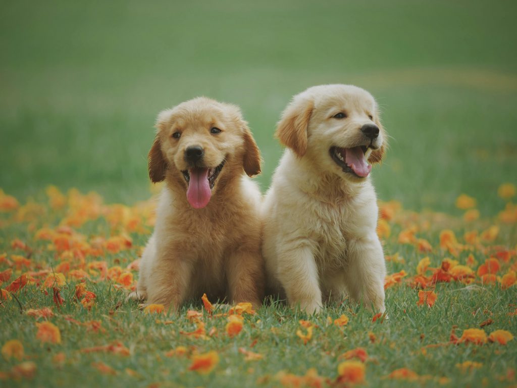 Oxitocina influențează evoluția câinilor. sursa foto pexles.com