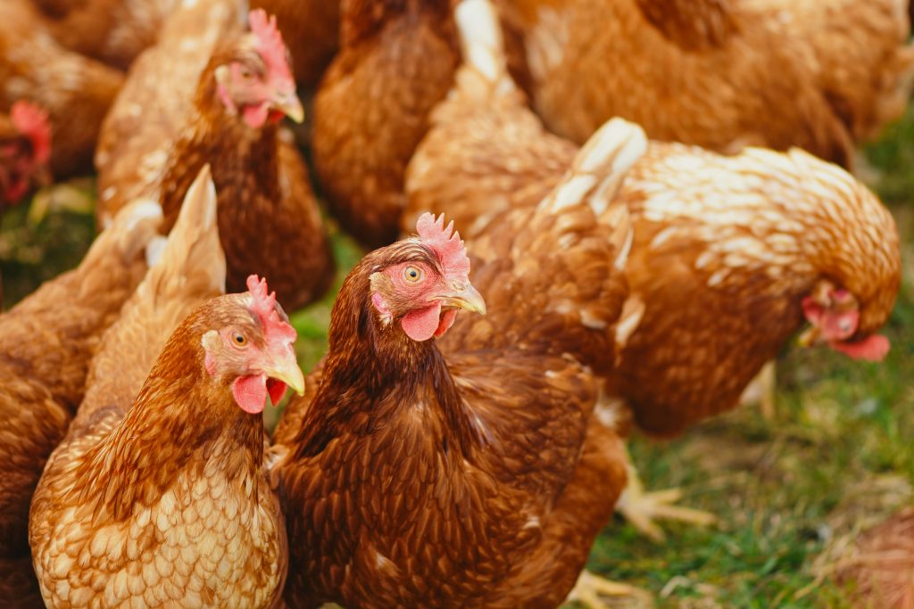 Produsele COS noi sunt bune și pentru păsări. sursa foto pexels.com