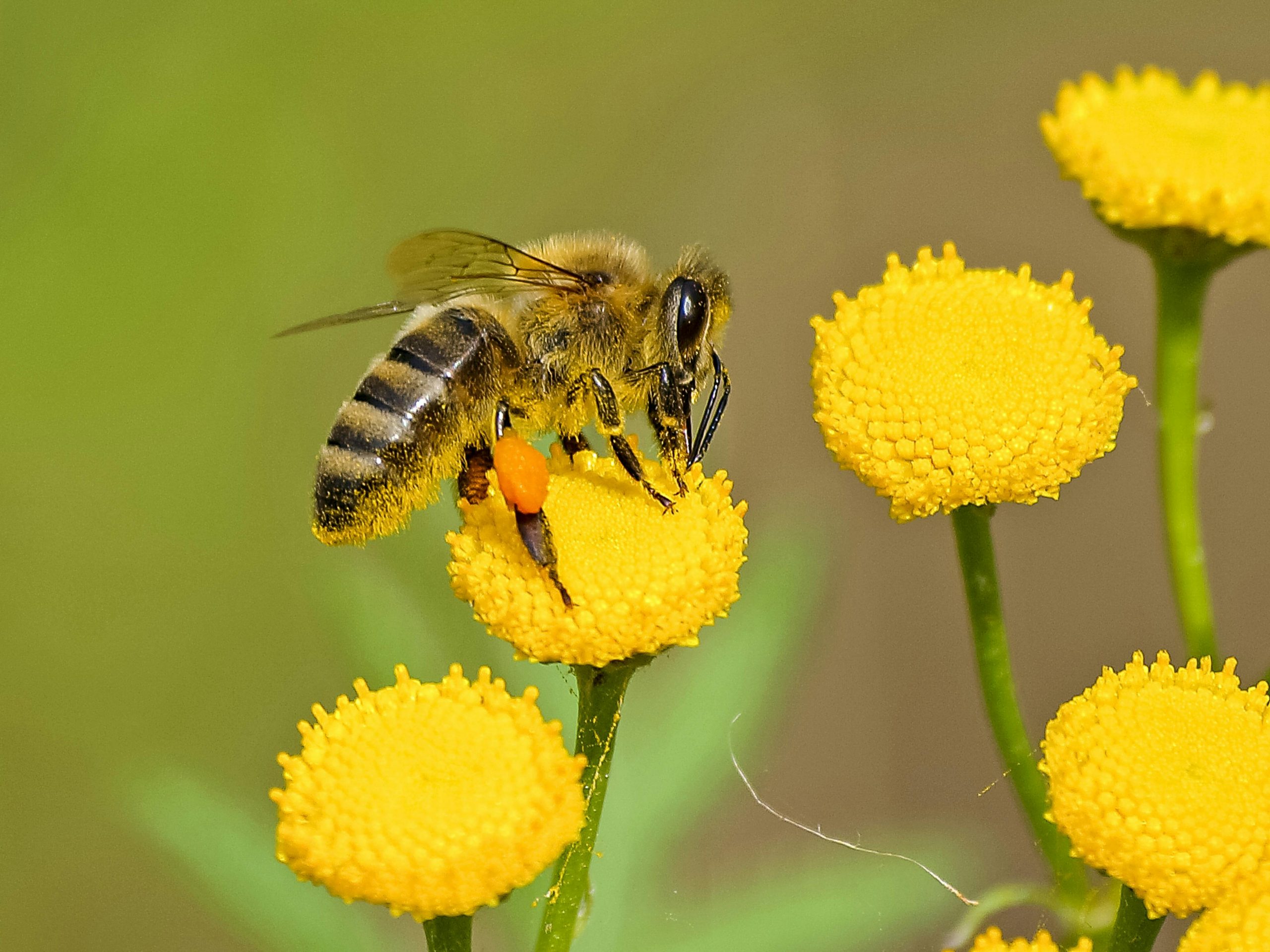 Ce conține veninul de albină? sursa foto pexels.com