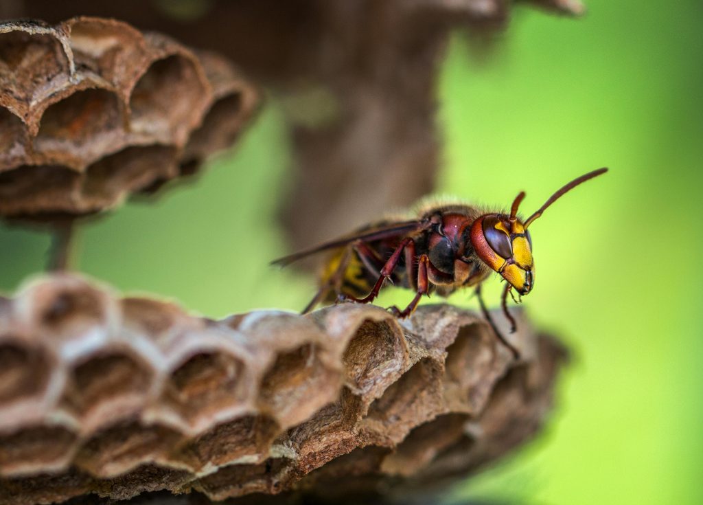 Cazurile ușoare se recuperează în 7 zile. sursa foto pexels.com