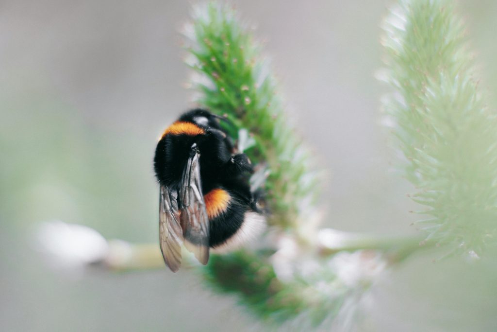 Ce conține veninul de bondari? sursa foto pexels.com