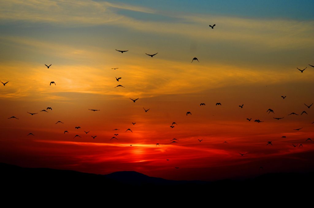 Înformația circulă prin întregul stol fără să se degradeze. sursa foto pexels.com