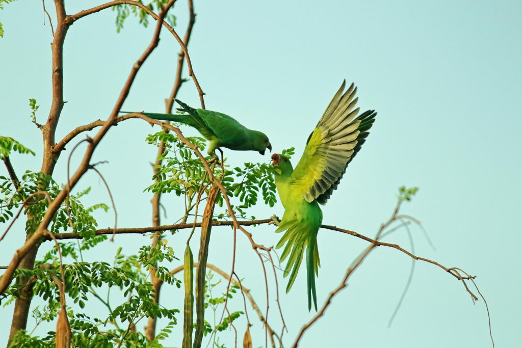 Natura poate fi folosită în terapii. sursa foto pexels.com