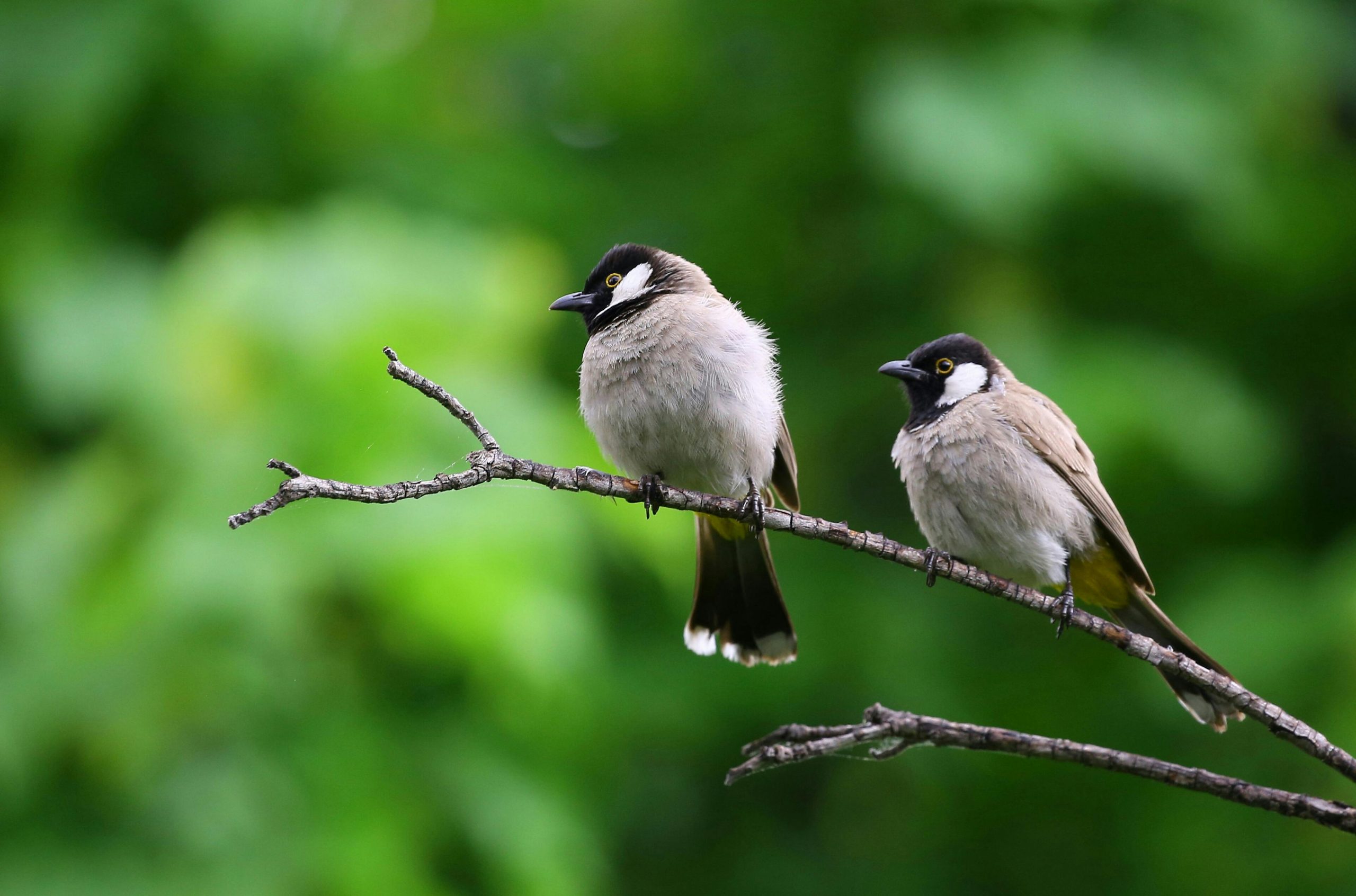 Ce se întâmplă cu creierul tău atunci când vezi o pasăre în natură. sursa foto pexels.com