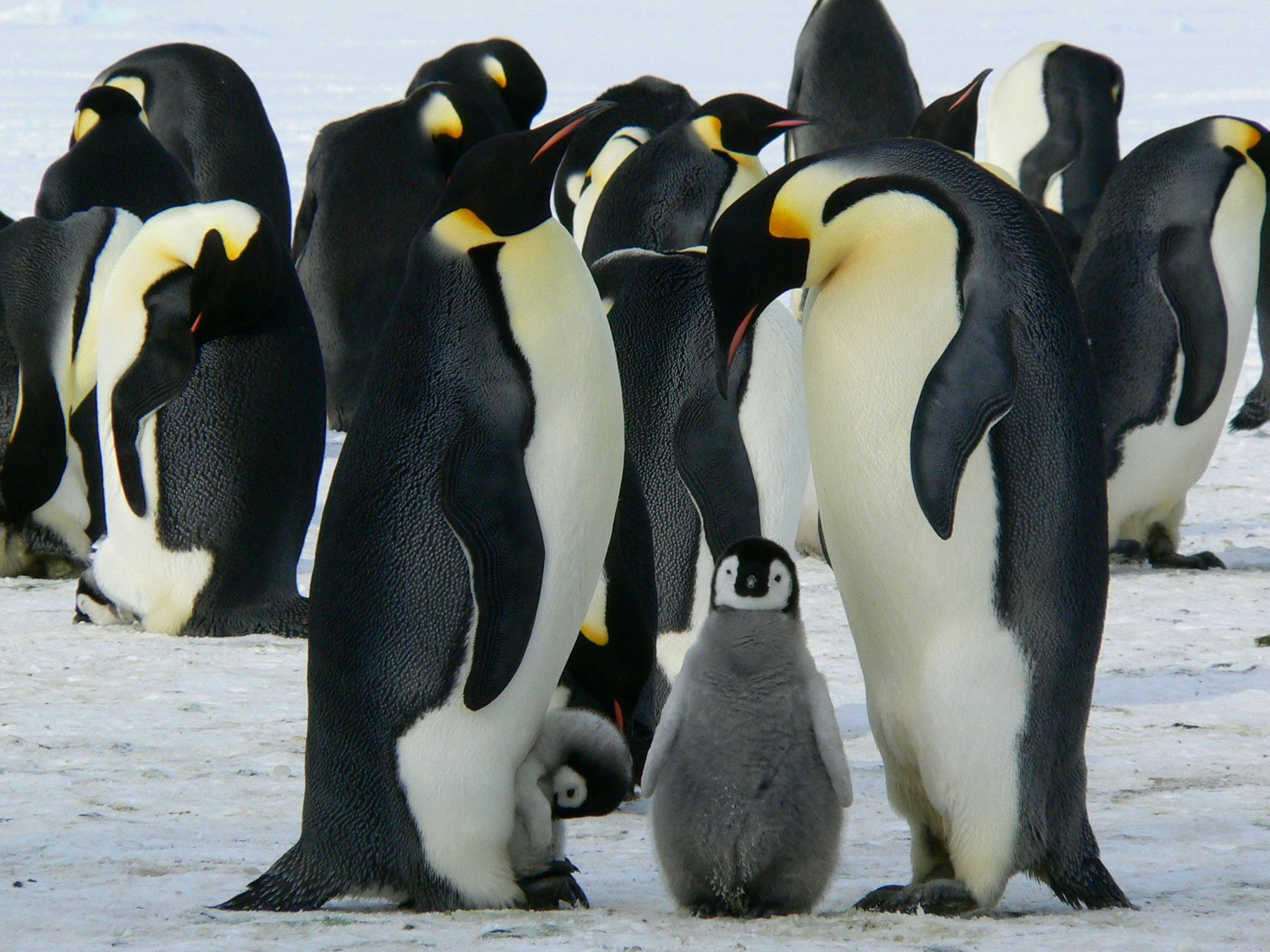Cum au devenit pinguinii din Antarctica temerarii naturii. sursa foto pexels.com