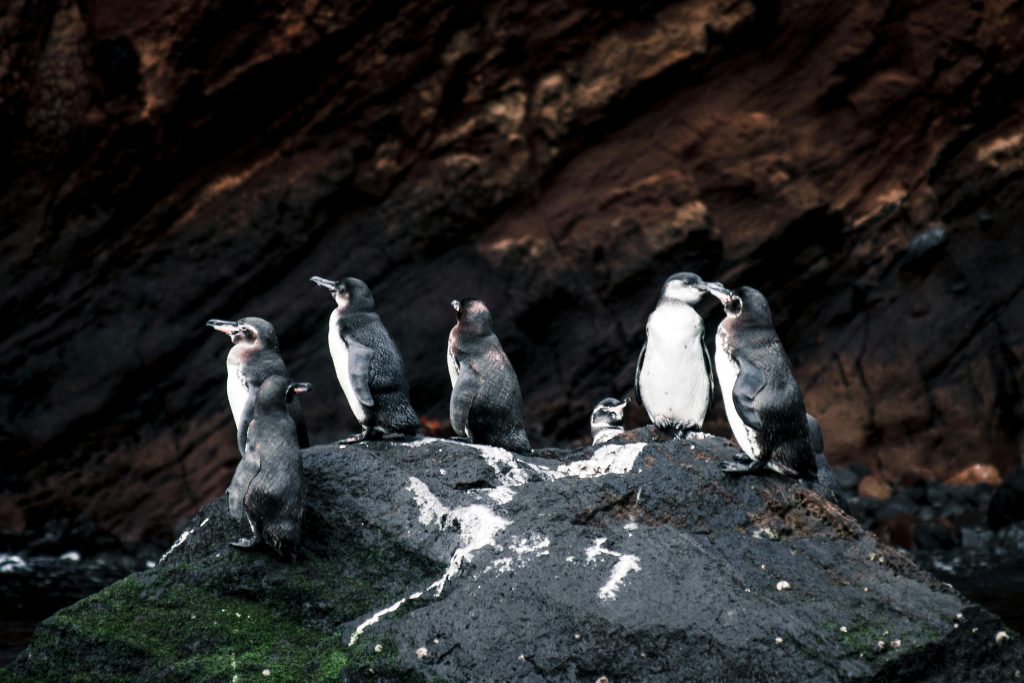 Pinguinii imperiali sunt foarte rezistenți. sursa foto pexels.com