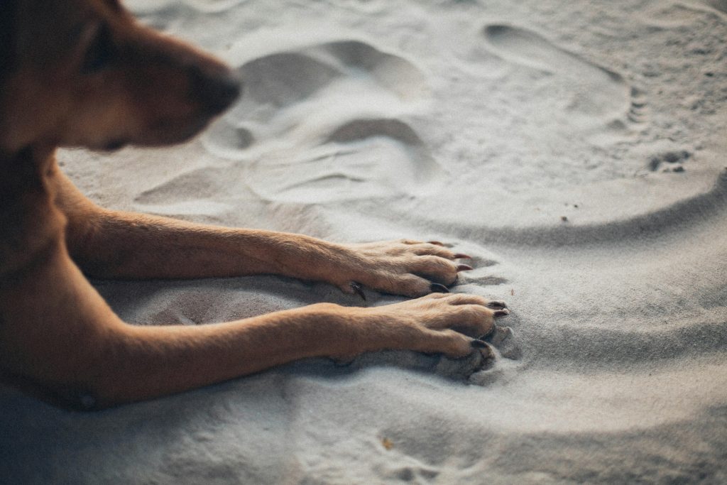 Ai grijă să le verifici și să le speli cu apă după fiecare plimbare. sursa foto pexels.com