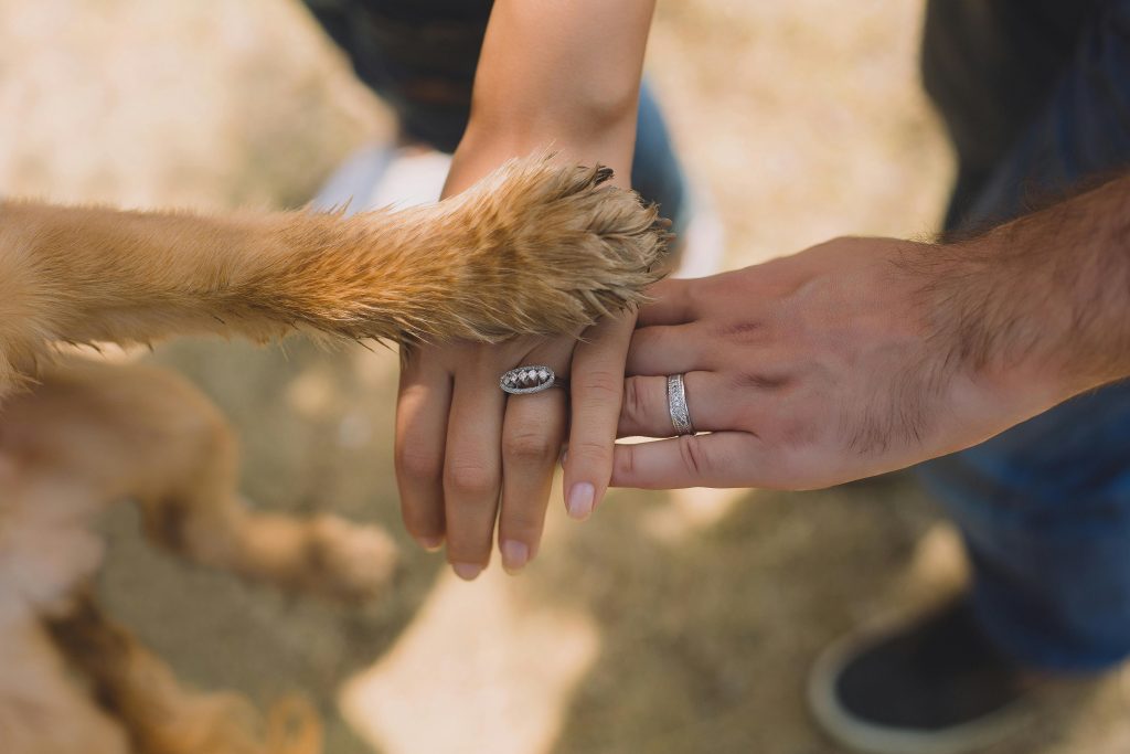 Lăbuțele câinilor au nevoie de atenție specială. sursa foto pexels.com