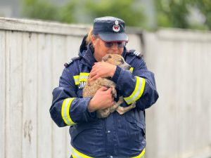 Cum salvați animalele din calea inundațiilor. ANSVA a emis instrucțiuni de urgență