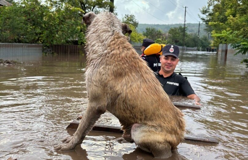 Este important ca animalele să fie supravegheate. sursa foto Facebook IGSU