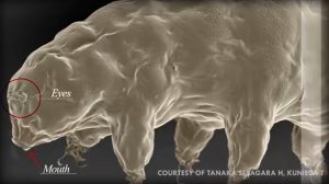 Cum se reproduc tardigradele, cele mai rezistente animale de pe Terra? Se pare că folosesc mai multe moduri