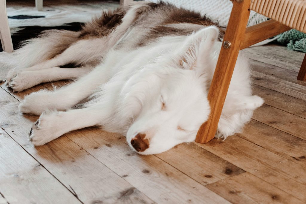 Unele comportamente ale câinilor sunt normale în somn. sursa foto pexels.com