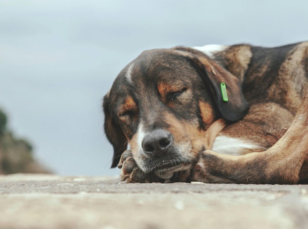 Fii atent la semnalele pe care le dă în somn. sursa foto pexels.com